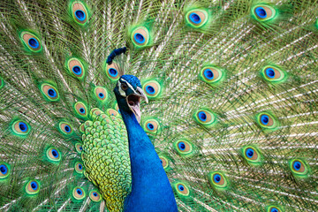 a male peacock displaying its feathers and calling out