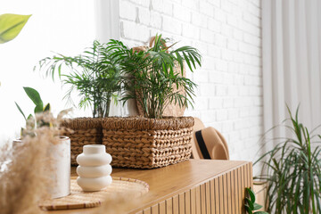 Wicker basket with palm plant on chest of drawers in hallway, closeup