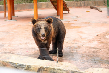 bear in a zoo at horizontal composition