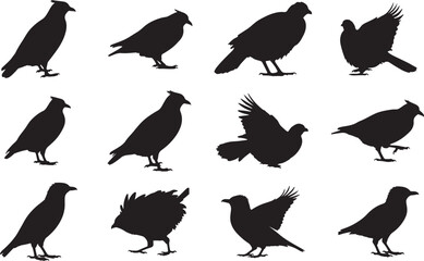 Himalayan Monal Silhouettes