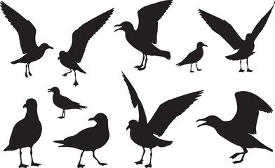 Obraz premium Ivory Gull Silhouettes