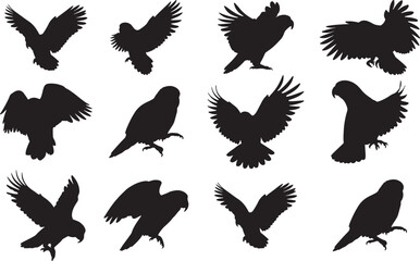 Obraz premium Kea Parrot Silhouettes