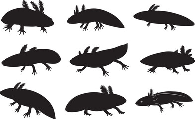 Axolotl Larva Silhouette