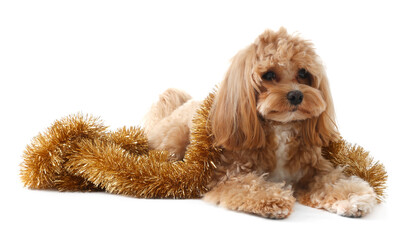 Cute dog with shiny tinsel on white background