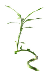 Beautiful decorative bamboo plant isolated on white