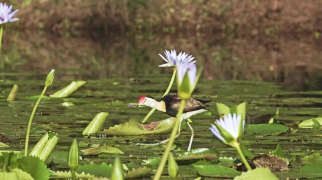 A comb crested jacana walks across waterlily pads and amongst the flowers, looking for seeds and aquatic insects in a wetland pond in Arundel wetlands on the Gold Coast in Queensland, Australia.
