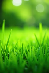 Fototapeta premium Lush green grass blades sway gently in spring breeze , vibrant, outdoors, lush