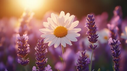 Golden Hour Daisy and Lavender Field