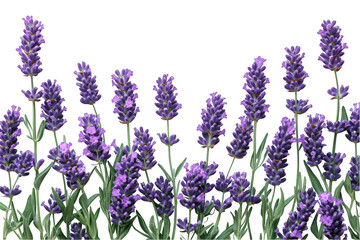 Naklejka premium Vibrant lavender flowers against a clean white background.