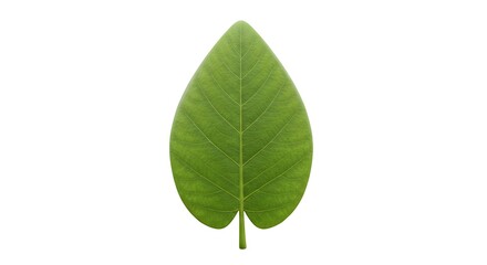 Isolated Vibrant Green Leaf with Detailed Veins on a Clean White Background
