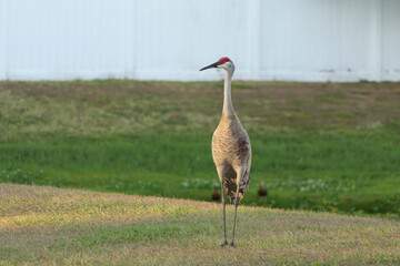 Sandhill Crane in front of white vinyl fence by retention pond