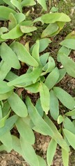 green leaves on the wood