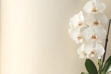 Fototapeta premium Elegant White Phalaenopsis Orchids Beige Background