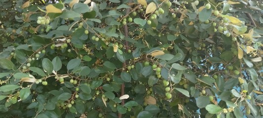 Green leaves with sidr fruits for background