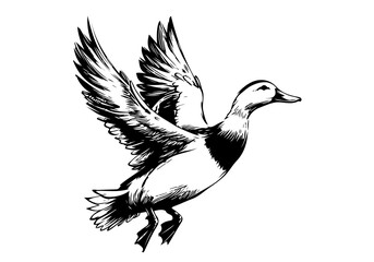 Obraz premium Pekin Duck hand drawn sketch illustration vector