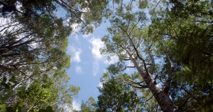 Treetops of the Giant Kauri Trees &ndash; Majestic Canopy of New Zealand's Forest Giants