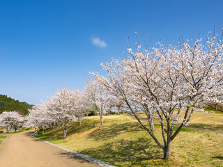 Obraz premium 桜満開の公園
