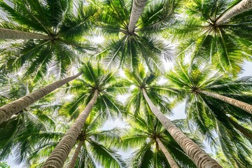 Fototapeta premium Lush Tropical Palm Tree Canopy View