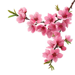 isolated transparent Background. Elegant peach tree branch full of pink flowers, showcasing beauty and nature charm