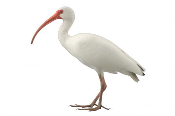 Fototapeta premium Elegant Ibis Bird with Long Beak in Standing Pose Transparent Background