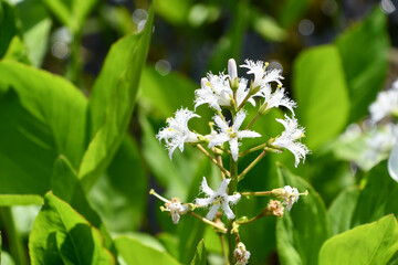 ミツガシワ　Bog-bean