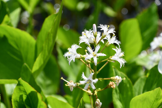 ミツガシワ　Bog-bean