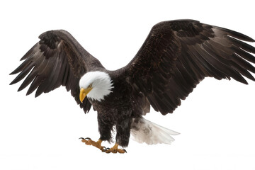 Fototapeta premium Realistic Bald Eagle in Landing Pose with Wings Spread Wide Transparent Background