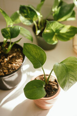 Pothos plants in kitchen, propagation concept 