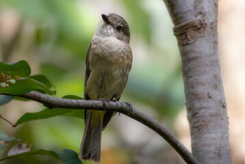 A female Golden Whistler bird perched
