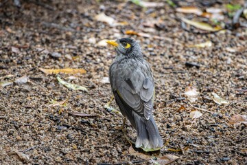 A Noisy Miner bird standing on the ground