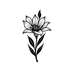 Elegant Black and White Floral Illustration: Botanical Drawing on White