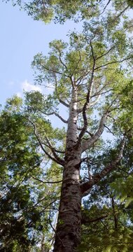 Treetops of the Giant Kauri Trees &ndash; Majestic Canopy of New Zealand's Forest Giants