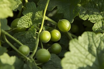 Fototapeta premium Green Tomatoes Growing on Vine, Lush Foliage
