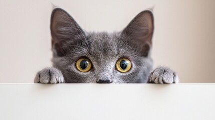 A grey cat with yellow eyes is peeking out from behind a white board