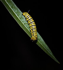Southern monarch butterfly caterpillar worm in a black background. (Danaus erippus)