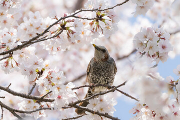 桜の花と青空とヒヨドリ