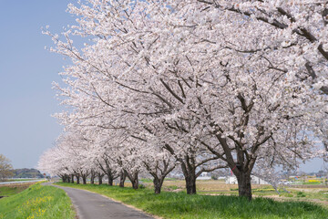 Obraz premium 爽やかな春の青空と満開の桜