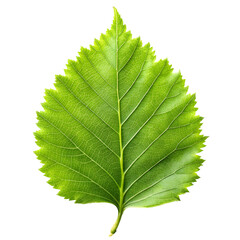 Birch Leaf with Clean White Background
