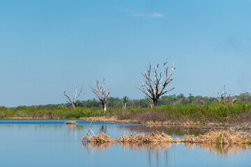 An area of land adjacent to a river. The floodplain has multiple dead trees with wild birds perched on the branches. The channel of water is calm and still. Overbank flow along the river is vegetated.