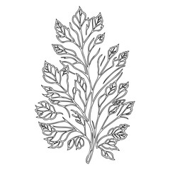 Botanical Sketch: Foliage Element, Line Art Style