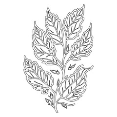 Outlined Foliage Branch Illustration on White