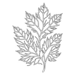Elegant Leaf Branch Outline Isolated On White