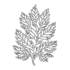 Detailed Leaf Outline Botanical Illustration