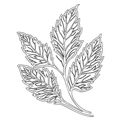 Elegant Leaf Outline Art for Crafting Projects