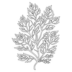 Elegant Botanical Branch Outlines Graphic Element