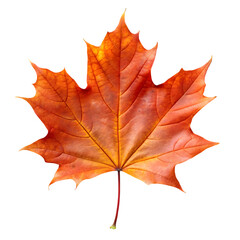 Fototapeta premium Maple Leaf Isolated on White