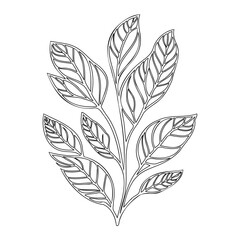 Botanical Line Art Illustration with Leaf Veins