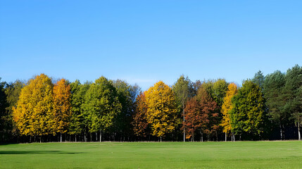 Fototapeta premium Autumn Trees Line Under Blue Sky