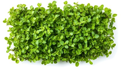 Naklejka premium Lush Green Leaf Texture from a Close-Up Perspective of Vibrant Fresh Foliage in Natural Light