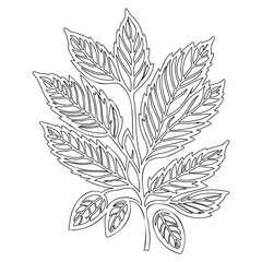 Detailed Leaf Branch Outlines Botanical Element
